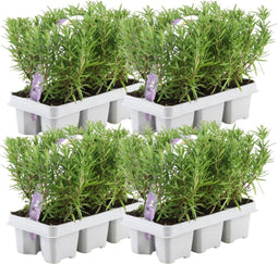 Plants by Frank - 24 Rozemarijnplant - Vaste planten - Tuinplanten - 24 x Ø7 cm - 25 cm - Rosmarinus offincalis winterhard - Geurhaag - Vers geleverd door de kweker