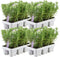 Plants by Frank - 24 Rozemarijnplant - Vaste planten - Tuinplanten - 24 x Ø7 cm - 25 cm - Rosmarinus offincalis winterhard - Geurhaag - Vers geleverd door de kweker