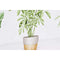 Schilderij DKD Home Decor Planten (90 x 2,3 x 30 cm) (90 x 1,5 x 30 cm) (2 Stuks)