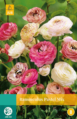 2 stuks - JUB - Ranunculus Pastel Mix 7 bollen