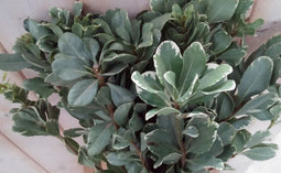 4 stuks Kerstgroen Bladhoudend blad