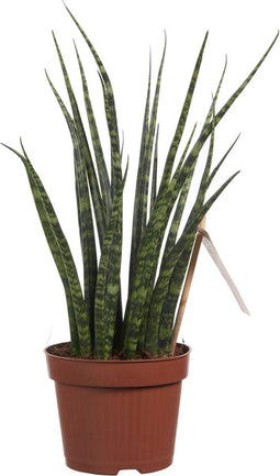 Sanseveria - Fachjan - Groene Plant- Hoogte 40 cm