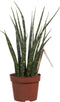 Sanseveria - Fachjan - Groene Plant- Hoogte 40 cm