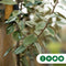 Olijfwilg leiboom 180 cm (120x150) | Elaeagnus ebbingei 6-10 cm 180 cm| Bomenbezorgd.nl