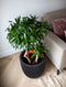 Capi Europe - Vaas elegant laag Groove NL - 34x46 - Zwart - Opening Ø27 - Bloempot voor binnen en buiten - Levenslang garantie - Breukbestendig - 100% Recyclebaar - CO2 Neutraal geproduceerd - KGVBL782