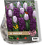 2 stuks - Baltus - Urban Flowers Purple rain per 12
