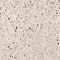 Tegel Creme oud hollands 80 x 80 x 5 cm