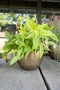 Ter Steege Bloempot Aluminium Goud D 38 cm H 35 cm