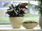 Ter Steege Bloempot Beige D 33 cm x 16 x H 25 cm