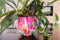Ter Steege Bloempot Metaal Fuchsia-Multicolour D 33 cm H 28 cm