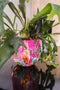 Ter Steege Bloempot Metaal Fuchsia-Multicolour D 33 cm H 28 cm