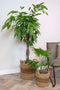 Ter Steege Plantenmand voor Binnen Zeegras Beige-Bruin D 31 cm H 31 cm