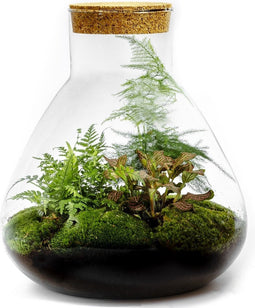 Terrarium | Glas met kurk | 3 botanische planten |↑35cm - Ø30cm