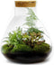 Terrarium | Glas met kurk | 3 botanische planten |↑35cm - Ø30cm