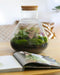 Terrarium | Glas met kurk | 3 botanische planten |↑35cm - Ø30cm