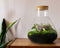 Terrarium | Glas met kurk | 3 botanische planten |↑35cm - Ø30cm