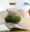 Terrarium | Glas met kurk | 3 botanische planten |↑35cm - Ø30cm