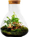 Terrarium | Glas met kurk | 3 botanische planten |↑35cm - Ø30cm