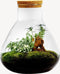 Terrarium | Glas met kurk | 3 botanische planten |↑35cm - Ø30cm