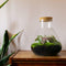 Terrarium | Glas met kurk | 3 botanische planten |↑35cm - Ø30cm