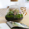 Terrarium | Glas met kurk | 3 botanische planten |↑35cm - Ø30cm
