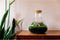 Terrarium | Glas met kurk | 3 botanische planten |↑35cm - Ø30cm