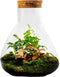 Terrarium | Glas met kurk | 3 botanische planten |↑35cm - Ø30cm
