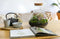 Terrarium | Glas met kurk | 3 botanische planten |↑35cm - Ø30cm