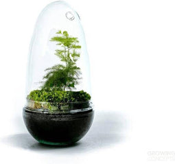 Terrarium | Ovaal | Glas | Asparagus plant | ↑25cm - Ø15cm