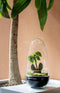 Terrarium | Ovaal | Glas | Asparagus plant | ↑25cm - Ø15cm