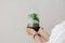Terrarium | Ovaal | Glas | Asparagus plant | ↑25cm - Ø15cm