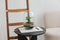 Terrarium | Ovaal | Glas | Asparagus plant | ↑25cm - Ø15cm