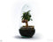Terrarium | Ovaal | Glas | Asparagus plant | ↑25cm - Ø15cm