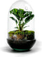 Terrarium | Ovaal | Glas | Asparagus plant | ↑25cm - Ø15cm