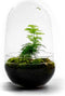 Terrarium | Ovaal | Glas | Asparagus plant | ↑25cm - Ø15cm