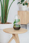 Terrarium | Ovaal | Glas | Asparagus plant | ↑25cm - Ø15cm