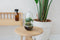 Terrarium | Ovaal | Glas | Asparagus plant | ↑25cm - Ø15cm