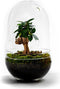 Terrarium | Ovaal | Glas | Asparagus plant | ↑25cm - Ø15cm