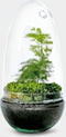Terrarium | Ovaal | Glas | Asparagus plant | ↑25cm - Ø15cm