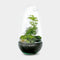 Terrarium | Ovaal | Glas | Asparagus plant | ↑25cm - Ø15cm