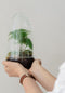 Terrarium | Ovaal | Glas | Asparagus plant | ↑25cm - Ø15cm