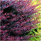 Plants by Frank | 1 strekkende meter rode Berberishaag | 6x Berberis Thunbergii 'Atropurpurea' | Ø12 cm - 20 cm | Bladverliezende haag | Tuinplanten | Planten