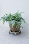 Nature - Planttrolley met wieltjes - Ø38cm - Hout - Zwart