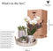 Kolibri Company | Gift set Christmas silver | Plantenset met witte Phalaenopsis Orchidee en Succulenten incl. keramieken sierpotten
