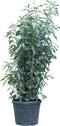 2 stuks! Laurierhaag Genolia 150 cm Prunus l. Genolia 162,5 cm