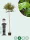 Bol plataan 220 cm stamhoogte | Platanus hispanica 'Alphen's Globe' 10-14 cm 220 cm| Bomenbezorgd.nl