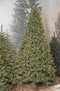 Triumph Tree Kunstkerstboom Bristlecone Fir - 119x119x185 cm - Pvc - Groen