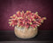 Succulent Plant Sedumpluk - PTMD - Rood En Geel