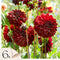 Plant in a Box - Dahlia 'Arabian Night' - Set van 6 - Zomerbloeiers - dahliaknollen - Tuinbloemen - Donkerrood