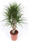Dracaena Marginata ↨ 100cm - hoge kwaliteit planten